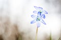 Scilla bifolia flover