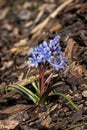 Scilla bifolia