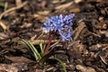 Scilla bifolia