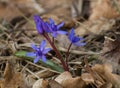 Flowers of two-leaf squill Scilla bifolia on forest floor