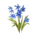 Scilla, blossomed flower. Floral plant with gentle petals, leaf in vintage retro style. Spring squills blooms. Botanical