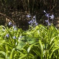 Scilla cilicica Siehe. Flora. Forest. Royalty Free Stock Photo