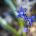 Scilla cilicica Siehe. Flora. Royalty Free Stock Photo