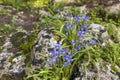 Scilla cilicica Siehe. Flora. Forest. Royalty Free Stock Photo