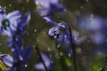 Scilla flower closeup with raindrops Royalty Free Stock Photo