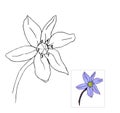 Scilla flower outline and color miniature illustrations, Scilla monochrome contour for coloring book. Scylla spring flower