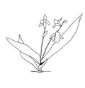 Scilla flower outline vector illustration, Scilla monochrome contour. Scylla spring flower Royalty Free Stock Photo