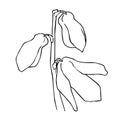 Scilla flower outline vector illustration, Scylla monochrome contour. Scylla spring flower