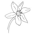Scilla flower outline vector illustration, Scilla monochrome contour. Scylla spring flower Royalty Free Stock Photo