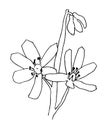 Scilla flower outline vector illustration, Scilla monochrome contour. Scylla spring flower