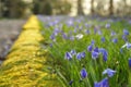 Scilla flowers