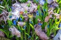 Scilla flowers bloom