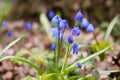 Scilla flowers on forest ground.