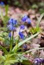 Scilla flowers on forest ground.