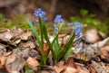 Background of blooming spring flowers Scilla.