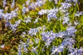 Scilla flowers during spring in Sweden Royalty Free Stock Photo