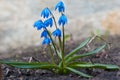 Scilla Royalty Free Stock Photo