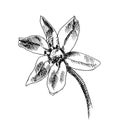 Scilla illustration in the graphics. black and white spring flowers. Illustration for postcards, books, Botanical illustration