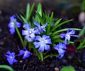 Scilla luciliae flower