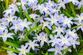 Scilla luciliae flowers in springtime