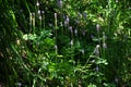 Scilla scilloides (Barnardia japonica) flowers. Asparagaceae perennial plants.