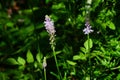 Scilla scilloides (Barnardia japonica) flowers. Asparagaceae perennial plants.