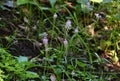 Scilla scilloides (Barnardia japonica) flowers. Asparagaceae perennial plants. Royalty Free Stock Photo