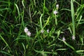 Scilla scilloides flowers