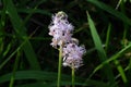 Scilla scilloides flowers