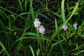 Scilla scilloides flowers