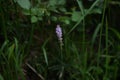 Scilla scilloides flowers.