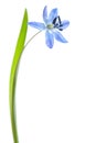 Scilla siberica Royalty Free Stock Photo