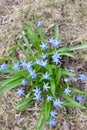 Scilla siberica flowers(Siberian squill, wood squill)