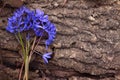 Scilla siberica, the Siberian squill or wood squill Scilla flower. A bunch of early spring blue flowers lie on a tree bark. Royalty Free Stock Photo