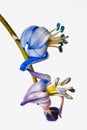 Scilla siberica, Siberian squill, wood squill is species of flowering plant in the family Asparagaceae close-up on light Royalty Free Stock Photo