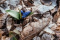 Scilla siberica, wild blue early flower, first spring blossom in wild forest garden