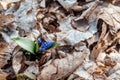 Scilla siberica, wild blue early flower, first spring blossom in wild forest garden