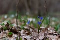 Scilla sibirica. Blue spring flower