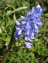 Spring squill (Scilla verna)