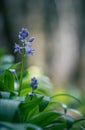 Scille lis-jacinthe or hyacinth of the pyrÃÂ©nÃÂ©es spring plant with blue flowers