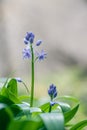 Scille lis-jacinthe or hyacinth of the pyrÃÂ©nÃÂ©es spring plant with blue flowers