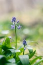 Scille lis-jacinthe or hyacinth of the pyrÃÂ©nÃÂ©es spring plant with blue flowers