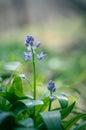 Scille lis-jacinthe or hyacinth of the pyrÃÂ©nÃÂ©es spring plant with blue flowers