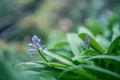 Scille lis-jacinthe or hyacinth of the pyrÃÂ©nÃÂ©es spring plant with blue flowers