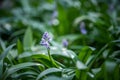 Scille lis-jacinthe or hyacinth of the pyrÃÂ©nÃÂ©es spring plant with blue flowers