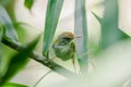 Scimitar Babblers On the branch