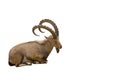 Scimitar horned Ibex