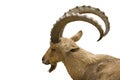 Scimitar horned IBex on white background