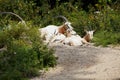 Scimitar Horned Oryx