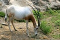 Scimitar-horned Oryx